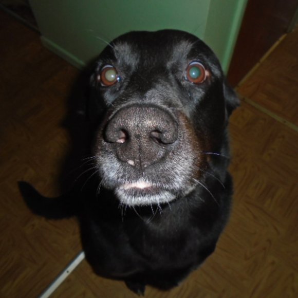 Meet your Posher, Labrador - Picture 4 of 16